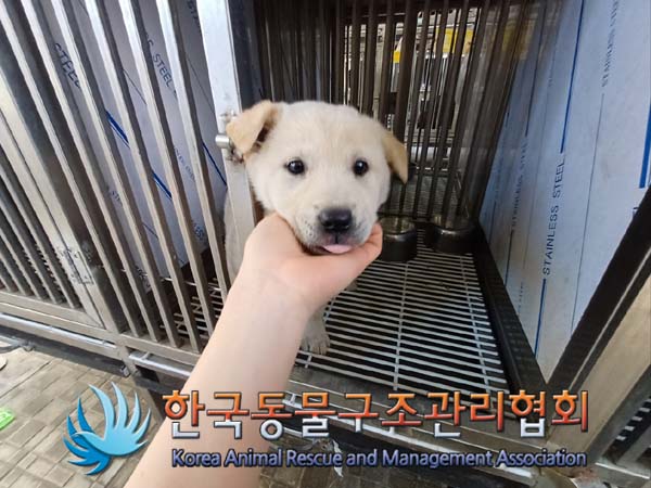 한국동물구조관리협회_441406202402185